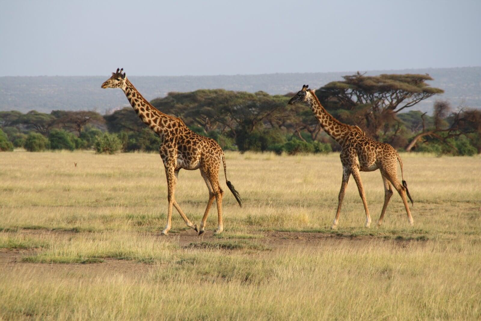 Browse, book affordable amazing best tour packages, Kenya budget safaris, budget holidays, budget adventure camping safaris, budget travel, all-inclusive trips.